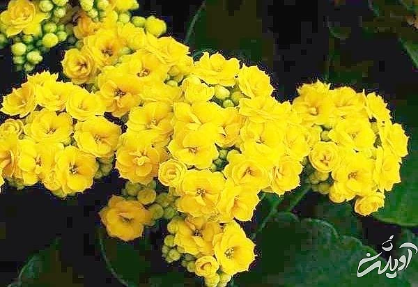 کود دهی کالانکوئه